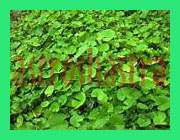 images/herbs/indian pennywort
